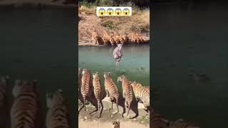 POOR MONKEY NO WAY TO ESCAPE 😭😱😰#crocodile #lion #tiger #monkey #shorts #wildlife #wildanimals