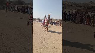 Special camel dance