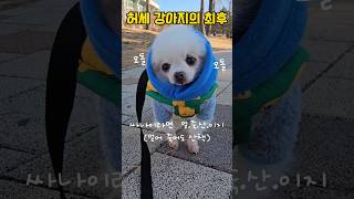 허세강아지의 최후 #shorts #귀여운강아지 #pomeranian #dogshorts #petlovers #포메라니안 #강아지일상 #강아지산책  #cutedogs #pet #버텨