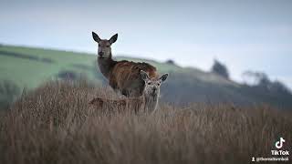 Calf And Her Mum.