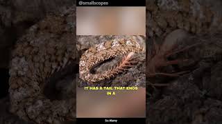 Iranian Spider Tile Viper | Coolest Snake On Earth