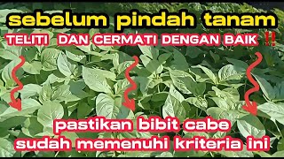 Part 1 : BIBIT BERKUALITAS 👉 Umur bibit cabe yang layak pindah tanam pada waktu yang tepat