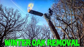 Winter Oak Removal