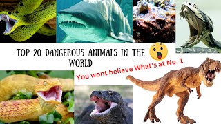 Top 20 dangerous animals in the world ! #animals #weirdanimals #facts #secret #mystery  #weirdfacts