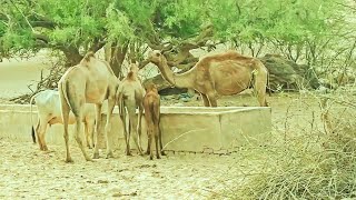 Beautiful Camel group of Thar desert