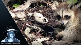 Raccoons Kits Eat Alligator Eggs 02