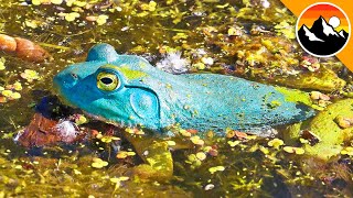 BLUE FROG - See it to BELIEVE IT!