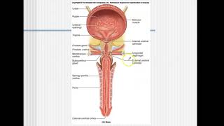 Bio4_Module15_Ch25_Urinary part 6