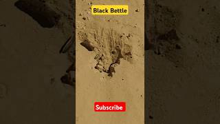 Black Bettle Creating home #saudi #desert #kannada