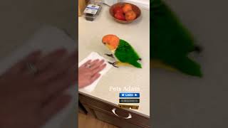 Mom Playing with Bird 💕💕                                          Pets Adam #Shorts