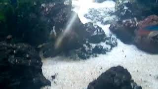 #vlog #Aquarium #ikan #vidio #Aquarium waterfall Aquarium waterfall 2018