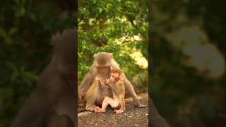 Cute Baby Monkey with Mother #animals #wildlife #monkey #shorts