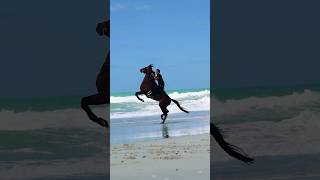 Dubai desert horse riding for booking 00971552332677