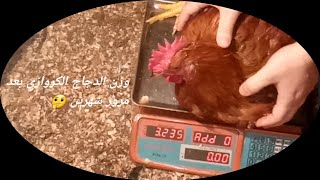 وزن الدجاج الكروازي بعد مرور شهرين ما شاء الله 🐓🐓🐓🐓