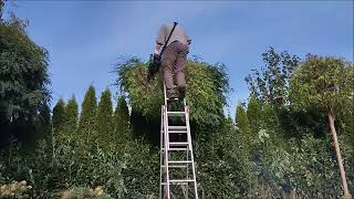 Autumn maintenance of the garden, trees, bushes, scarification of the lawn #gardening #garden