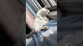 Funny Cats Moments Caught In Camera Try Not To Laugh Funny Cats Shorts 😺😂😂 -EPS1062 #funnycats