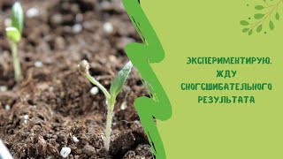 👆🍅Экспериментирую.  Жду сногсшибательного результата