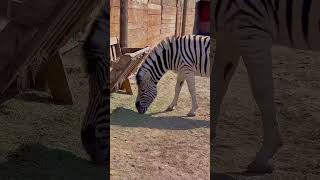 Zebra eating hay 🦓 Zebra eats dry grass 🌿🍂 #shorts #zebra #animals #animalshorts