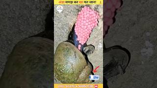 अंडा समझ कर खा मत जाना 😱⚠️ #shorts #shorts_viral