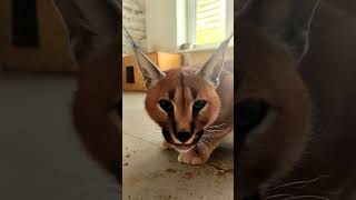 Каракал Вишня 🍒 спокойный мальчик завтракает. #cat #caracal #каракал #сервал #serval #servalcats