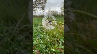 Dandelion in autumn# dandelion #autumn #nature