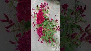 Celosia Argentea Cristata Plant/Cockscomb #flowers #plants #nature #roostercomb #woolflower #celosia