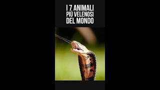 I 7 Animali Più Velenosi Del Mondo