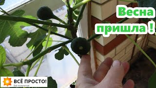 1.03 🌞Розы, гортензии, цитрусы, инжир, нектарин и др. жители зимнего сада. Удачи и неудачи зимовки.