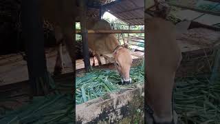 sapi lahap makan zanzibar #peternaksapiindonesia