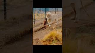 White lion & dog love making #Short #Youtubeshorts