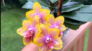 Phalaenopsis Sogo Lawrence. Фаленопсис Сого Лоуренс. Ну очень долгоцветущая орхидея!😍😍