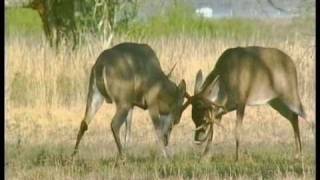 Dangerous Fighting Between Rival White-Tail Deer