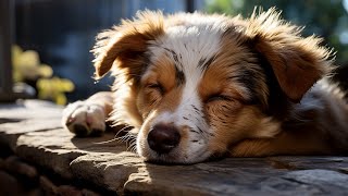 24 HOURS of Deep Sleep Anti Separation anxiety Dog Music | Videos for Dogs