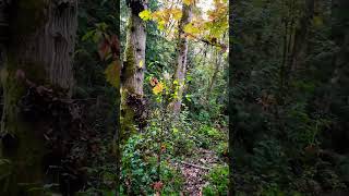 A Fall Trail Adventure #nature #natureshorts #adventure #green #wildlife #hiking