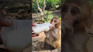 Cute baby drinking milk 🍼🍼🍼🐵🐵🐵#bandar #monkeyvideo #monkey 0567