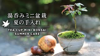 湯呑みミニ盆栽 苔の張り替え【Bonsai diary 盆栽日記 8/29】初心者の簡単盆栽の作り方 育て方 やり方 モミジ 苔 コケ maple moss tea cup EOS R5