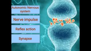 nerve impulse | synapse | reflex action | autonomic nervous system