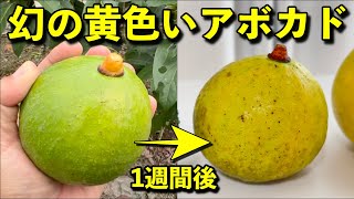 黄色いアボカドを食べてみたら....