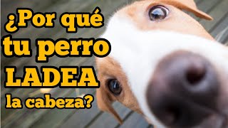 ¿ Por qué mi perro ladea la cabeza?