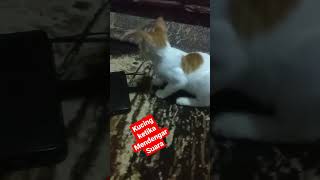 kucing ketika mendengar suara.