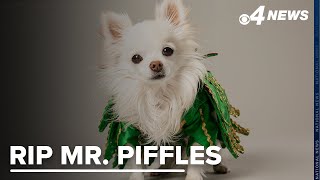 Mr. Piffles, canine sidekick to Las Vegas headliner Piff the Magic Dragon, dies