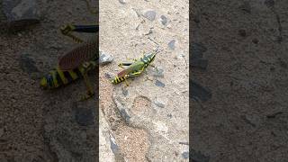 बड़ा अजीब कीड़ा 🦗🙄| Very insects strange 😳 #shorts #insects #animals #collectwilds