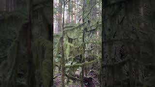 Mossy evergreen forest