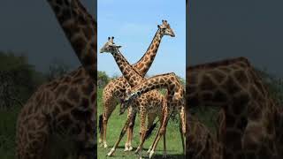 giraffe / Jerapah