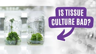 Unveiling the Truth About Tissue Culture: Pros, Cons, and Controversies