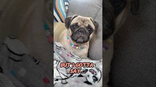 Sure do love it 💜 #dog #pug #cute #funny #pets #fyp #shorts