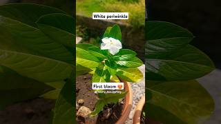 #सदाबहार #सदाफुली 😍 #whiteflowers #white #periwinkle #sadabahar #happygardening