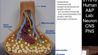 Lab 4 (011618): Neurons and Neural Tissue, CNS/PNS Anatomy