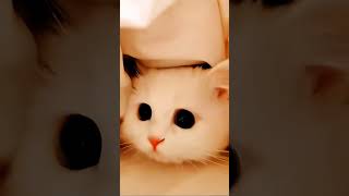 funny pet's #cat #catshorts #shortsviral #shortsvideo #shortvideo #shortvideo #shortvideo