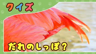 【動物クイズ】しっぽだけで何の動物かわかるかな？【全10問】